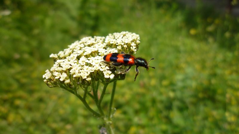 Trichodes alvearius ?